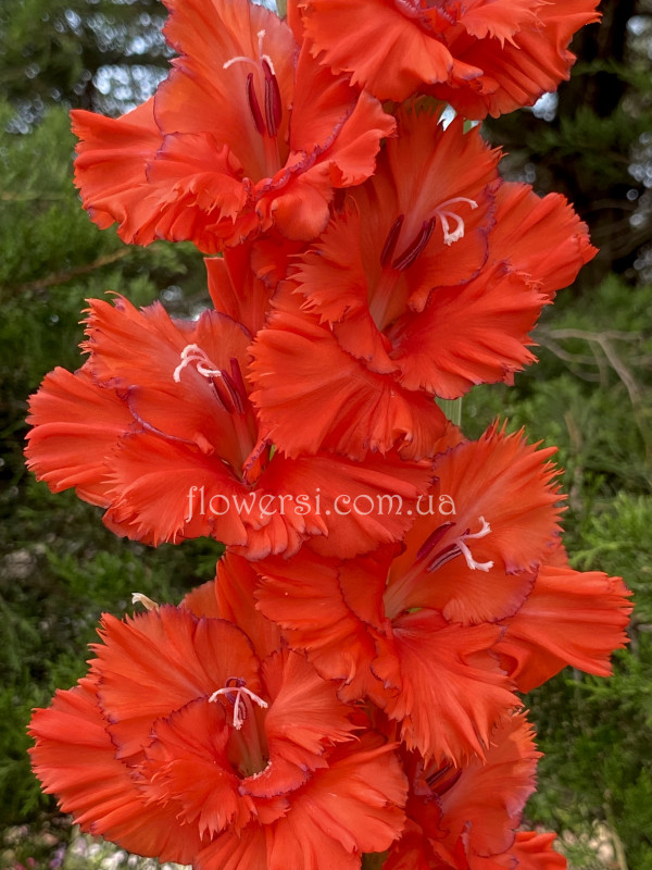 Красний Їжак