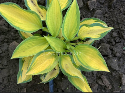   Хоста Orange Marmalade (Оранж Мармелад)