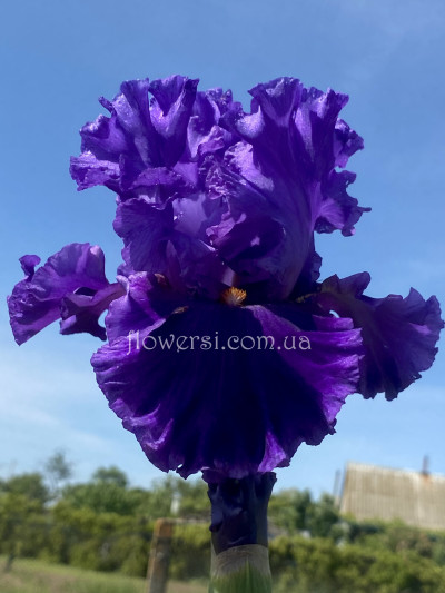 Ірис №61 (Сіянець Г.Витiвськой)