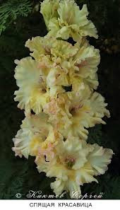  Гладiолус Спящая Красавiца