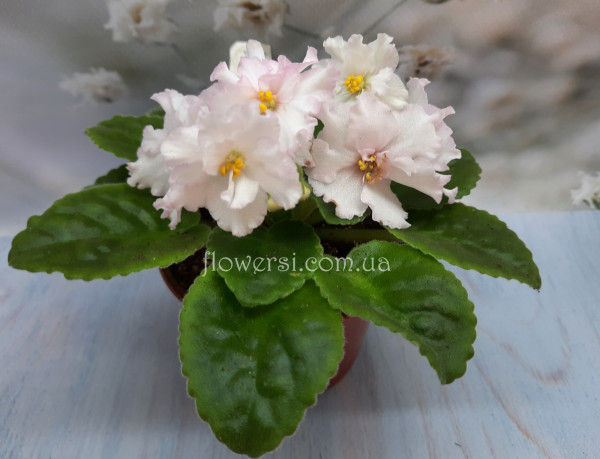 Фиалка НК-Ваніль