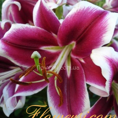Лілія О.Т. гібрид Лексайд Беловд (Lakeside Beloved)