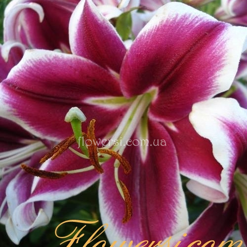 Лілія О.Т. гібрид Лексайд Беловд (Lakeside Beloved)