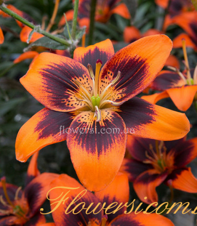 Лілія без пилку Куперс Кросинг азіатська