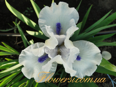 Ирис Блубердз Гост (Bluebearrds ghos)