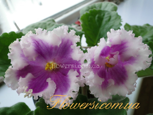  Фиалка НиЛ-Шамаханская Царица (Н.Левая)