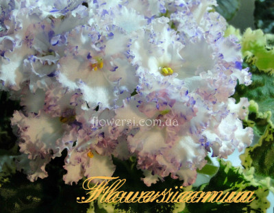  Фіалка  Ma's Glass Slipper (O. Robinson)