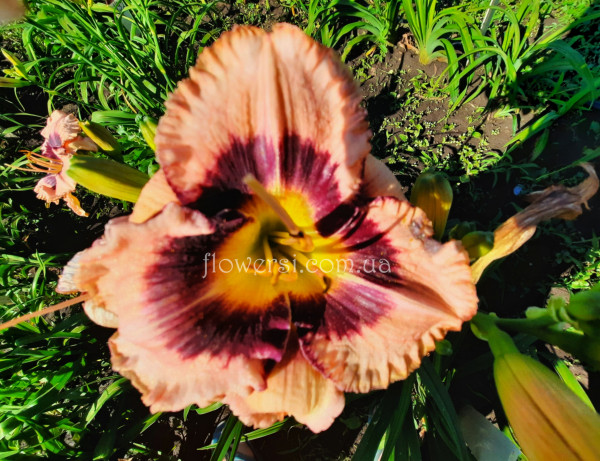 Лилейник № 30