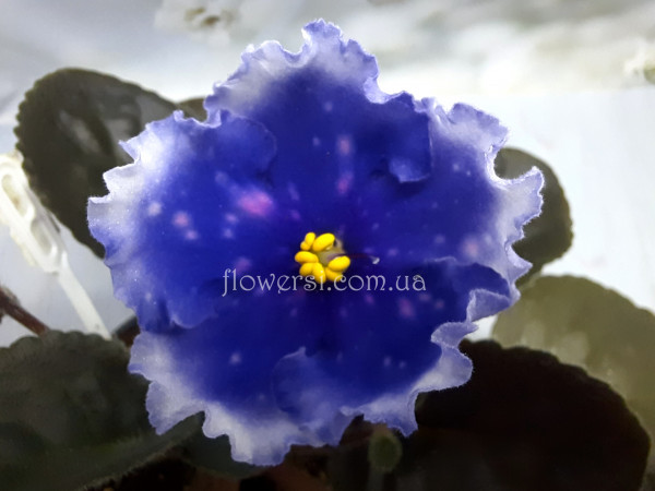  Фіалка Dn-Вогні Бродвею