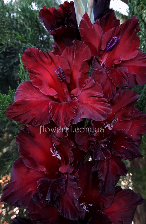Гладiолус Рубіновиє звезди 