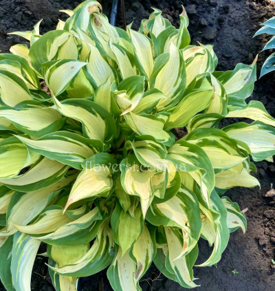 Хоста Tongue of Flame (Тонг оф Флейм) 