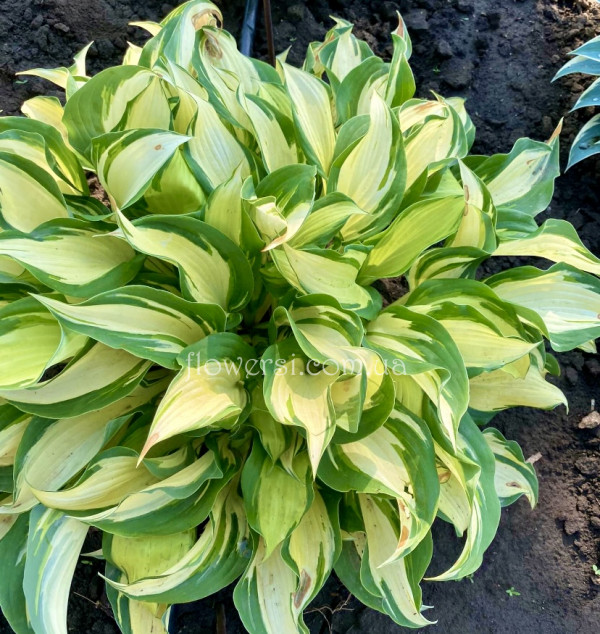 Хоста Tongue of Flame (Тонг оф Флейм) 