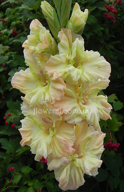 Гладіолус  Антонiчка 