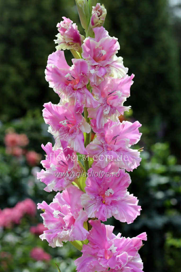  Гладiлус Мiсс очарованiе