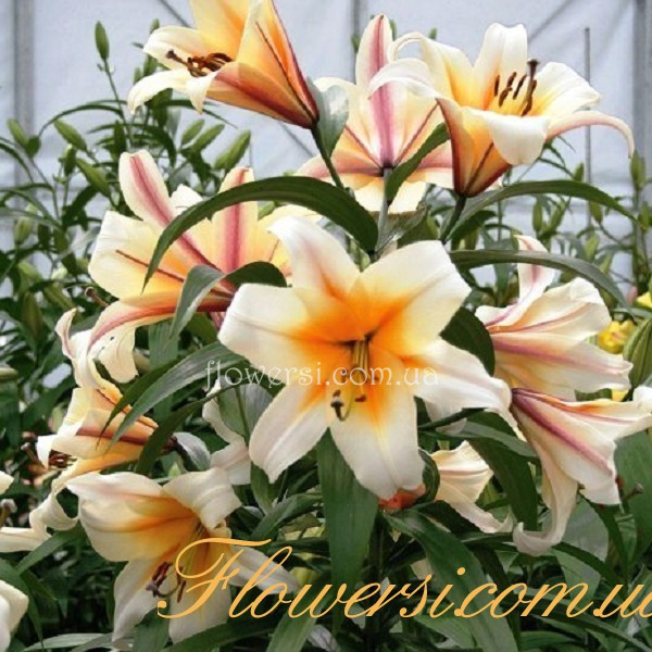 Лилия ОТ-гибриды Garden Affaire (Гарден Эффейр)