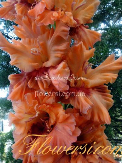 Гладiолус Іскусітель