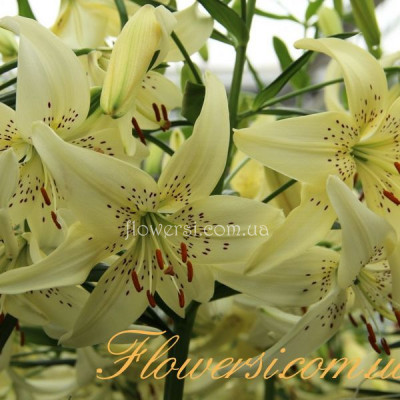 Лілія Світ Саррендер (Sweet Surrender)