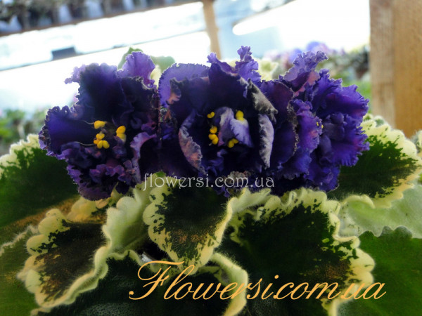  Фиалка ЛЕ-Аиша 