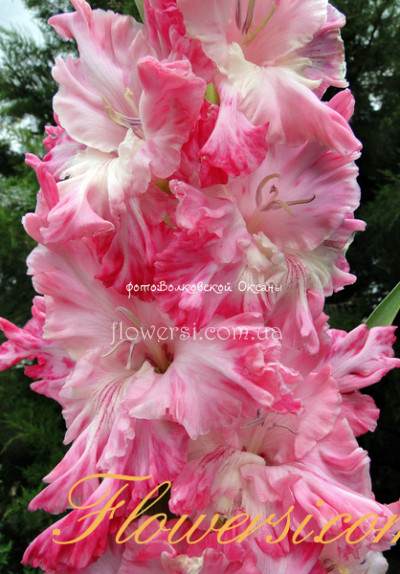 Гладiолус  Віхрь Радості (Dziaugsmo Sukurys) 