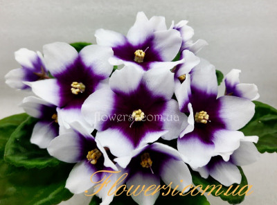  Фіалка Optimara myLove