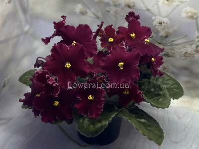 Фиалка  Lyon's Red Rocket (Sorano)