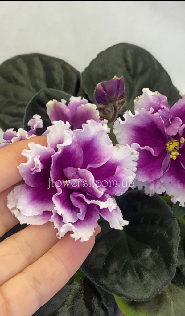 Фиалка KZ-Желанная Гостья