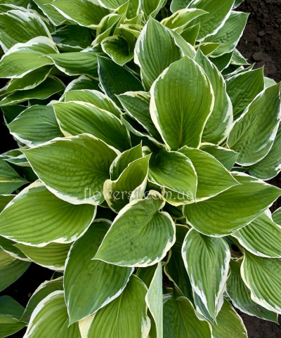 Хоста Белоокаймленная.