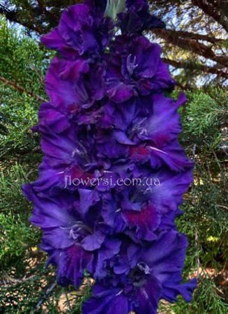 Гладіолус  Сiняя Мечта 