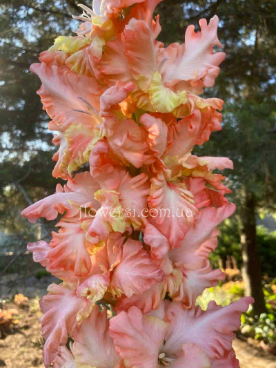  Гладiлус Мiротворец 