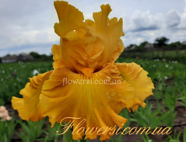 Ірис № 57 (Сіянець Г.Витiвськой)