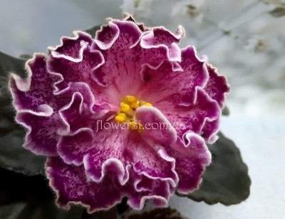 Фиалка ЛЕ-Римма