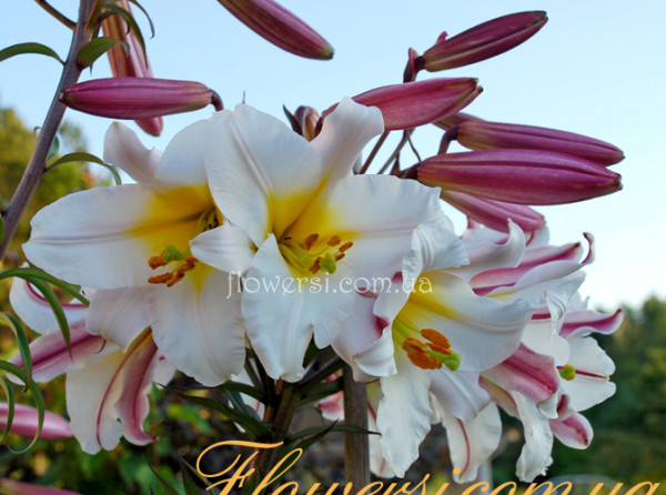 Лілія трубчаста - Regale (Регале)