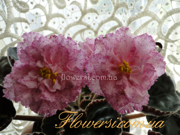 Фиалка ЛЕ-Конопушка