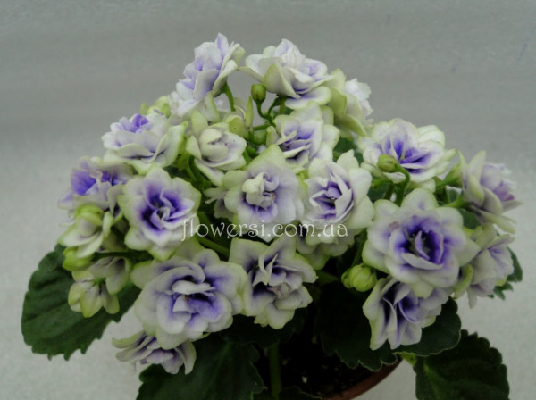 Фиалка Optimara Little Moonstone (Holtkamp)мини