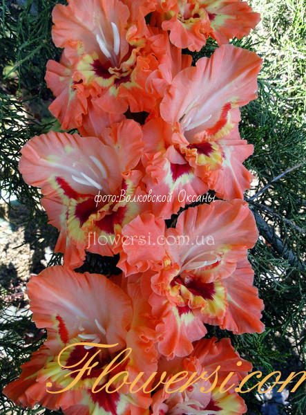 Гладiолус  870 