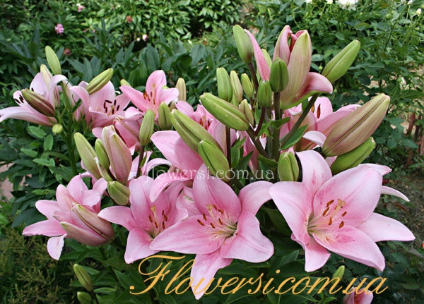 Лілія Ла-гібрид Турандот