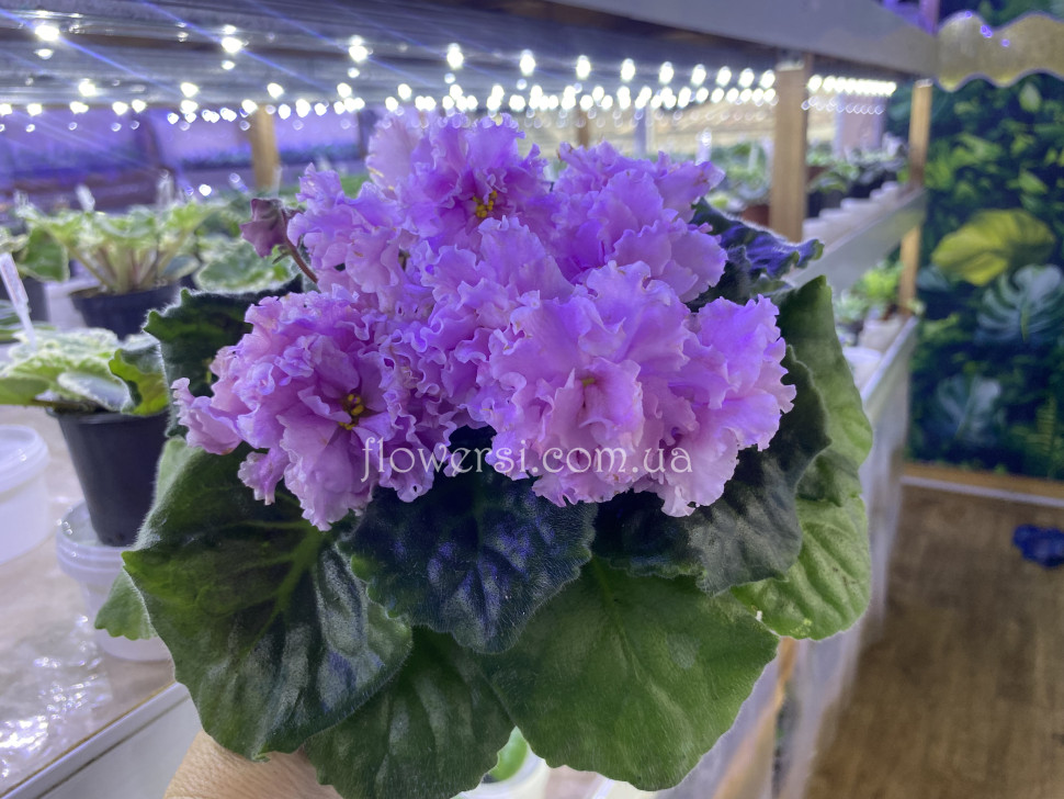 Фиалка ВаТ-Папина Дочка Женя (Т.Валькова)