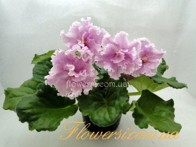 Фиалка ВаТ-Папина Дочка Женя (Т.Валькова) 