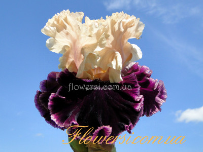 Ирис Викинг Дэнсер  (Viking Dancer)