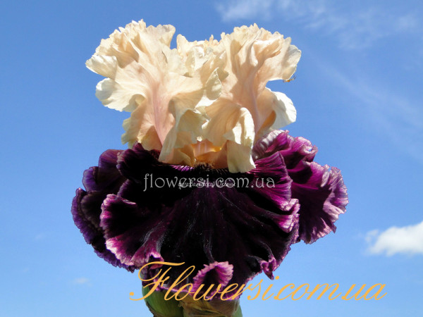 Ирис Викинг Дэнсер  (Viking Dancer)