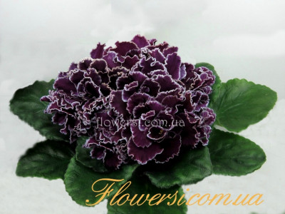 Фиалка ЛЕ-Мачо