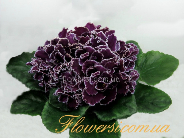 Фиалка ЛЕ-Мачо