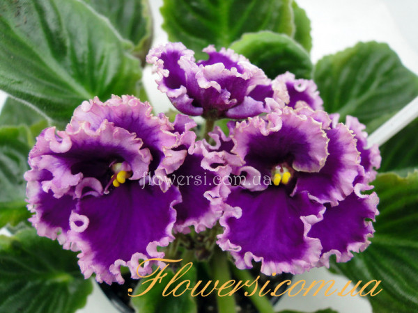 Фиалка Optimara Nebraska (Holtkamp)