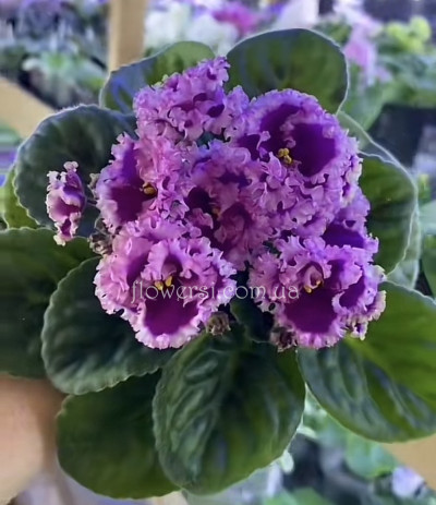 Фиалка Optimara Nebraska (Holtkamp)