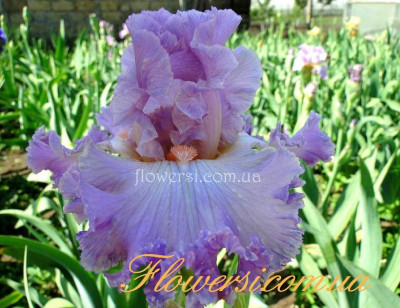 Ирис Вена Вальс (Vienna Waltz) 