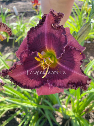 Лилейник № 33