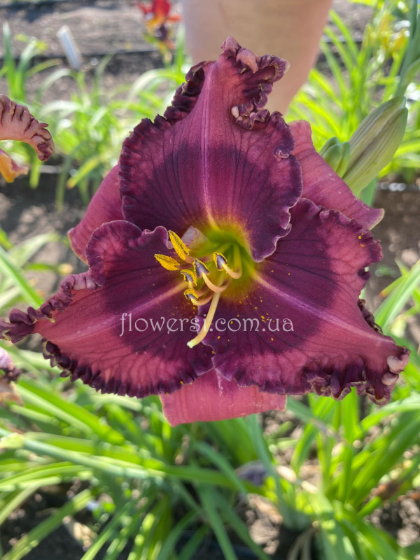 Лилейник № 33