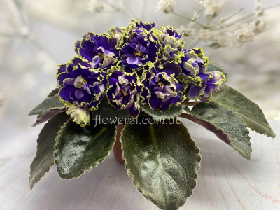 Фиалка РС-Дремучий Лес 