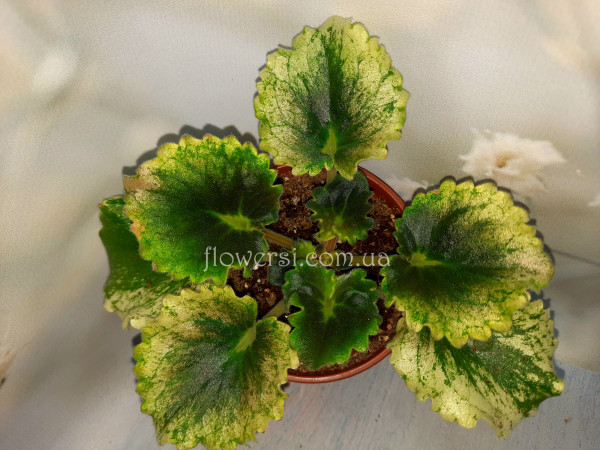 Фиалка АВ-Поющие Пески