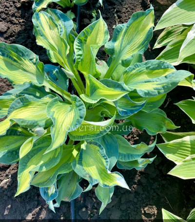Хоста Golden Meadows (Голден Медоуз)